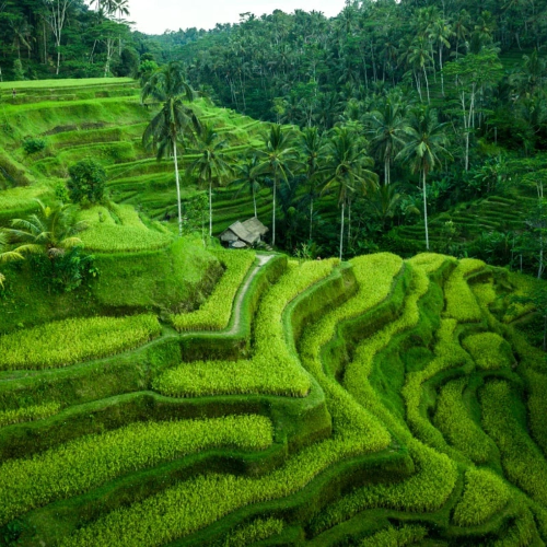 67de721a9834260c076e97be_Tegallalang Rice Terraces