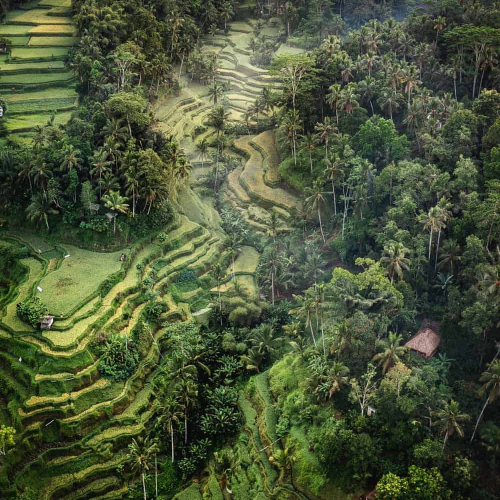 Tegalalang-Rice-Terrace