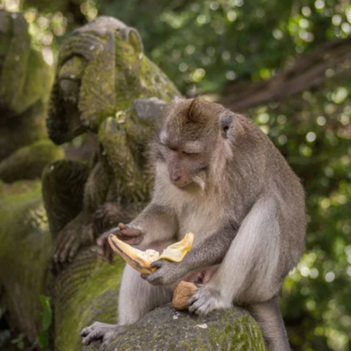 depositphotos_259797048-stock-photo-monkey-eating-banana-holy-forest