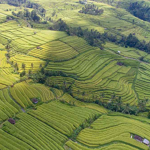 jatiluwih-unesco-heritage-bali-1000
